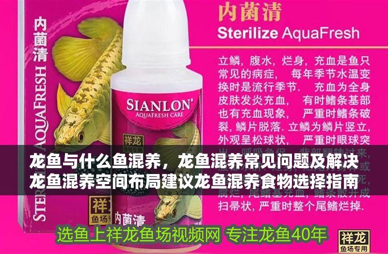 龍魚與什么魚混養，龍魚混養常見問題及解決龍魚混養空間布局建議龍魚混養食物選擇指南