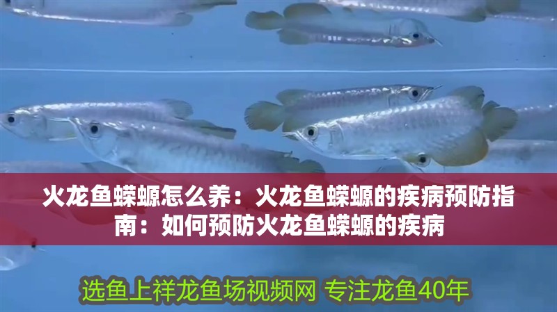 火龍魚蠑螈怎么養(yǎng)：火龍魚蠑螈的疾病預(yù)防指南：如何預(yù)防火龍魚蠑螈的疾病 火龍魚蠑螈怎么養(yǎng)：火龍魚蠑螈的疾病預(yù)防指南：如何預(yù)防火龍魚蠑螈的疾病 水族問答
