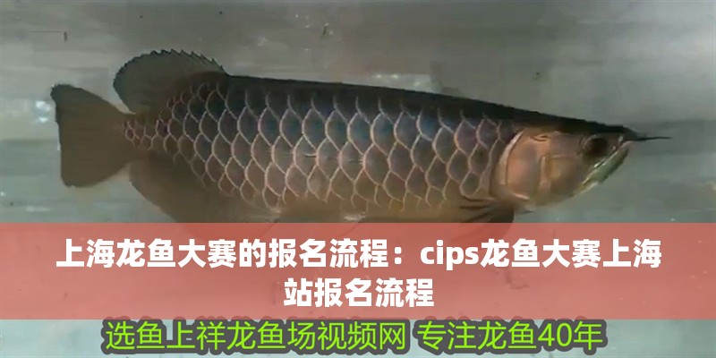 <strong><mark>上海</mark></strong>龍魚大賽的報名流程：cips龍魚大賽<strong><mark>上海</mark></strong>站報名流程