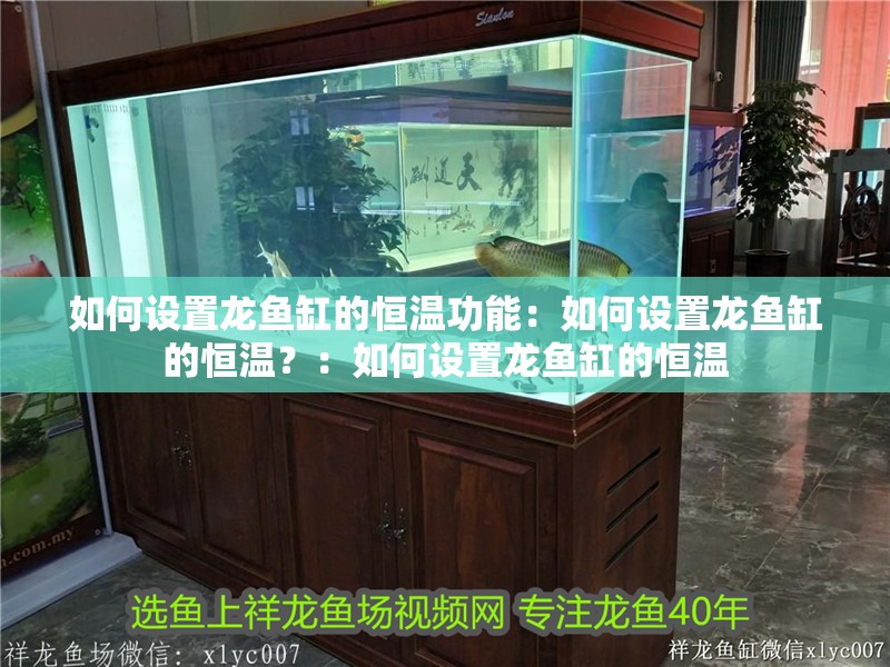 如何設置龍魚缸的恒溫功能：如何設置龍魚缸的恒溫？：如何設置龍魚缸的恒溫