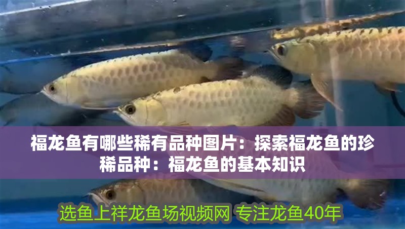 福龍魚有哪些稀有品種圖片：探索福龍魚的珍稀品種：福龍魚的基本知識