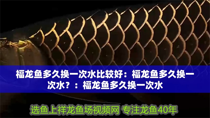 福龍魚多久換一次水比較好：福龍魚多久換一次水？：福龍魚多久換一次水