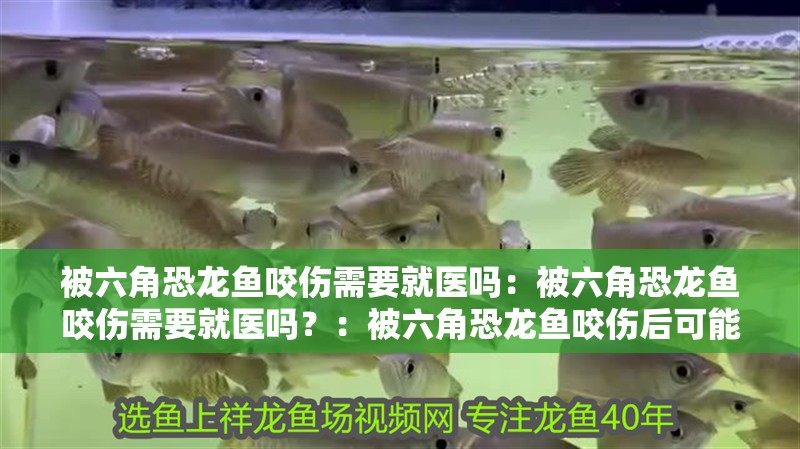 被六角恐龍魚咬傷需要就醫嗎：被六角恐龍魚咬傷需要就醫嗎？：被六角恐龍魚咬傷后可能會出現紅腫、疼痛、出血等癥狀