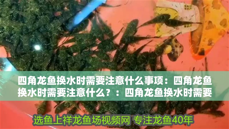 四角龍魚換水時需要注意什么事項：四角龍魚換水時需要注意什么？：四角龍魚換水時需要注意的事項