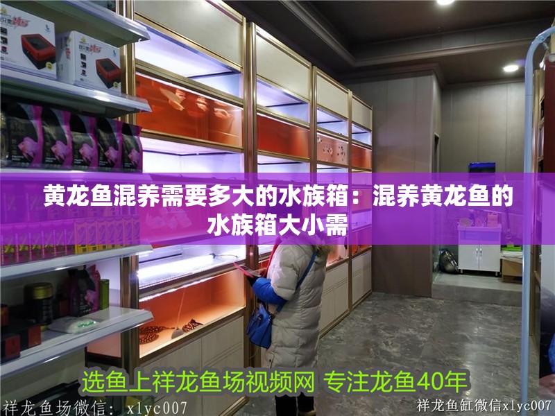 黃龍魚混養(yǎng)需要多大的水族箱：混養(yǎng)黃龍魚的水族箱大小需