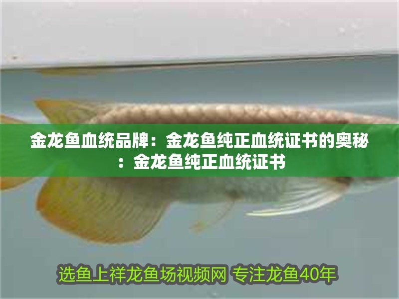金龍魚血統品牌：金龍魚純正血統證書的奧秘：金龍魚純正血統證書
