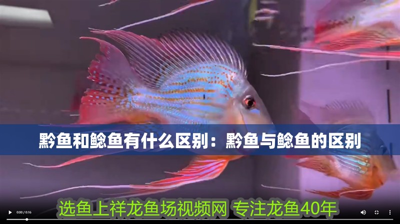 黔魚和鯰魚有什么區別：黔魚與鯰魚的區別