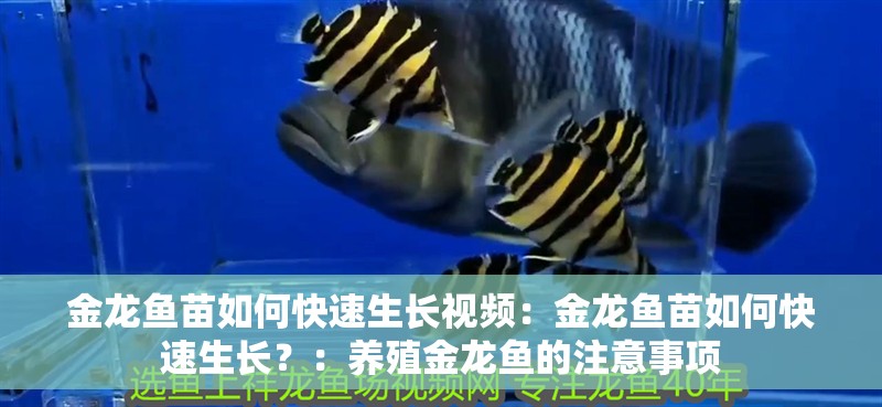 金龍魚苗如何快速生長視頻：金龍魚苗如何快速生長？：養殖金龍魚的注意事項