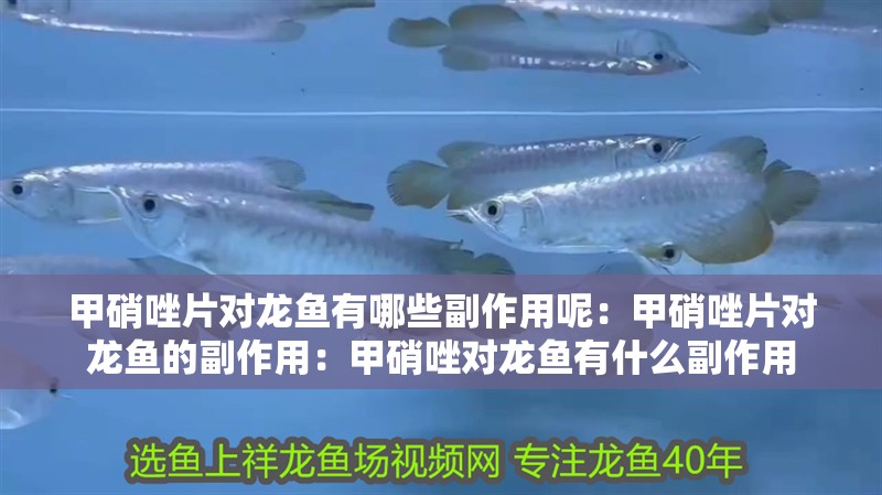 甲硝唑片對龍魚有哪些副作用呢：甲硝唑片對龍魚的副作用：甲硝唑對龍魚有什么副作用