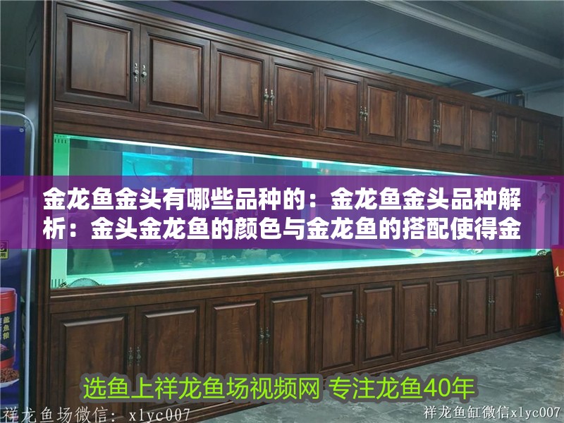 金龍魚金頭有哪些品種的：金龍魚金頭品種解析：金頭金龍魚的顏色與金龍魚的搭配使得金龍魚更加生機勃勃
