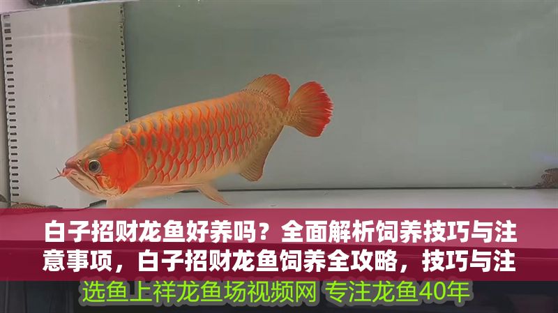 白子招財龍魚好養(yǎng)嗎?全面解析飼養(yǎng)技巧與注意事項,白子招財龍魚飼養(yǎng)全攻略,技巧與注意事項詳解 龍魚百科 第1張 白子招財龍魚好養(yǎng)嗎?全面解析飼養(yǎng)技巧與注意事項,白子招財龍魚飼養(yǎng)全攻略,技巧與注意事項詳解 白子招財龍魚好養(yǎng)嗎?全面解析飼養(yǎng)技巧與注意事項,白子招財龍魚飼養(yǎng)全攻略,技巧與注意事項詳解 龍魚百科 第1張