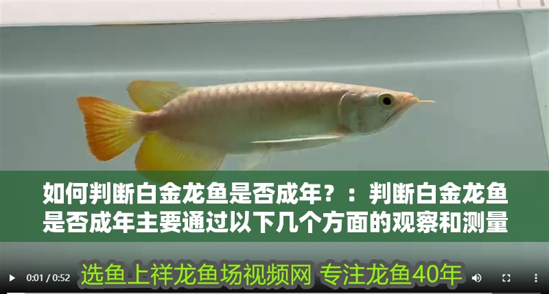 如何判斷白金龍魚是否成年？：判斷白金龍魚是否成年主要通過以下幾個方面的觀察和測量
