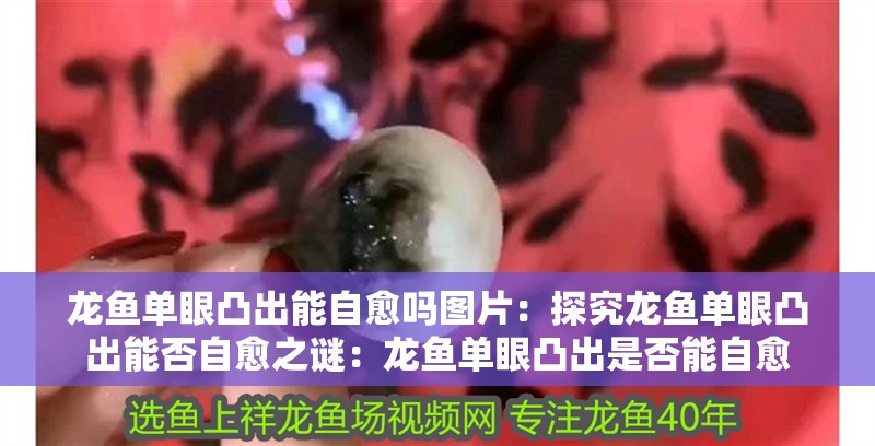 龍魚單眼凸出能自愈嗎圖片：探究龍魚單眼凸出能否自愈之謎：龍魚單眼凸出是否能自愈
