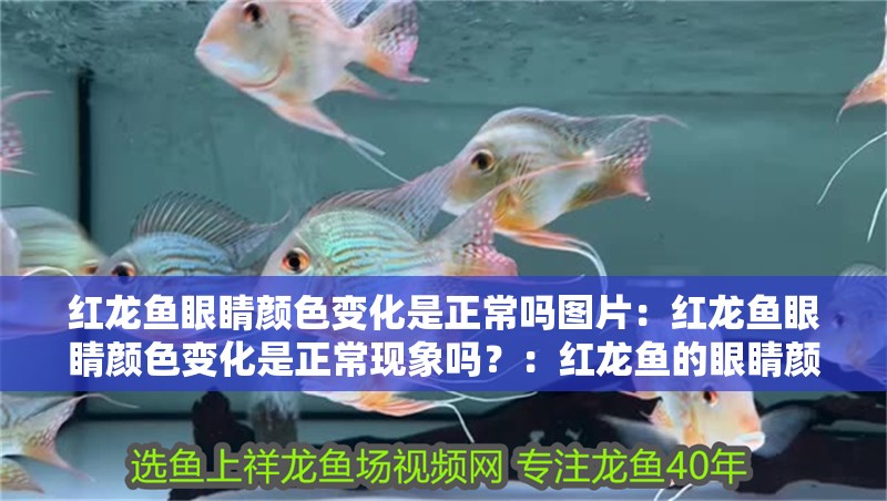 紅龍魚眼睛顏色變化是正常嗎圖片：紅龍魚眼睛顏色變化是正常現象嗎？：紅龍魚的眼睛顏色變化是否屬于正常現象？