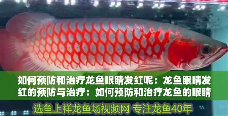 如何預防和治療龍魚眼睛發紅呢：龍魚眼睛發紅的預防與治療：如何預防和治療龍魚的眼睛發紅