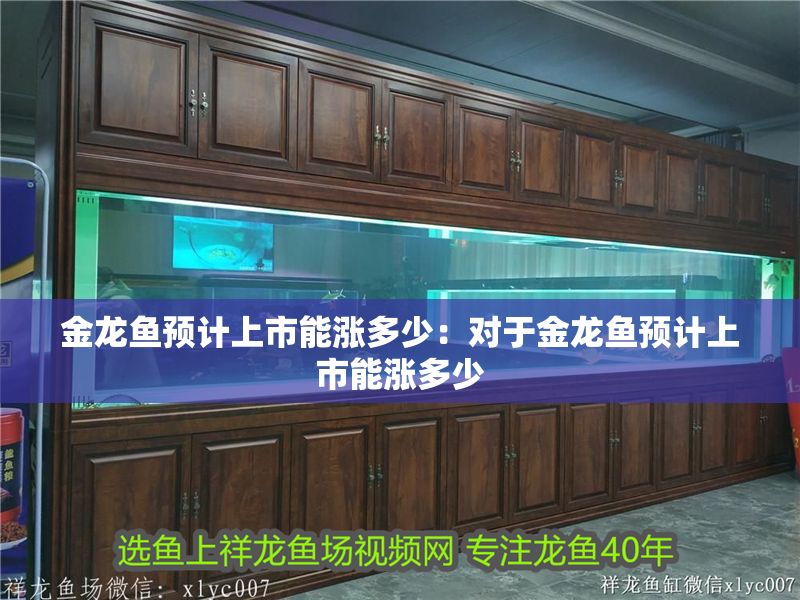 金龍魚預計上市能漲多少：對于金龍魚預計上市能漲多少 金龍魚預計上市能漲多少：對于金龍魚預計上市能漲多少 龍魚百科 第2張