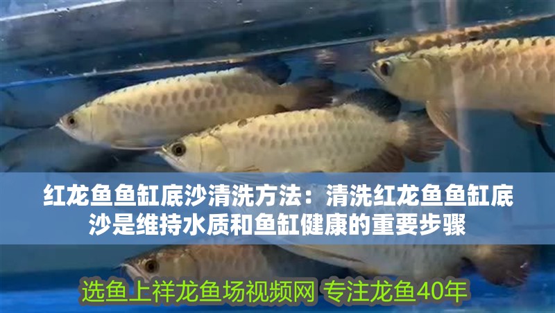 紅龍魚魚缸底沙清洗方法：清洗紅龍魚魚缸底沙是維持水質和魚缸健康的重要步驟