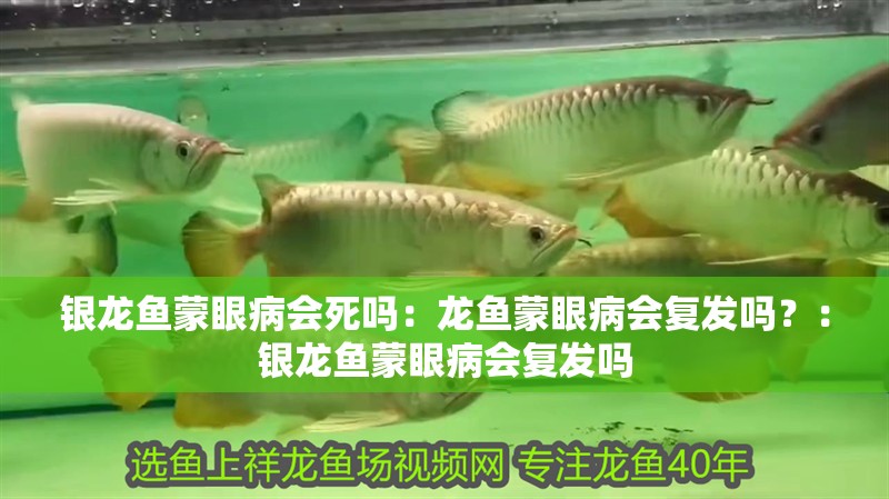 銀龍魚蒙眼病會死嗎：龍魚蒙眼病會復發嗎？：銀龍魚蒙眼病會復發嗎