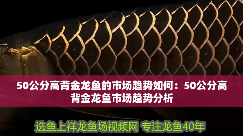 50公分高背金龍魚的市場趨勢如何：50公分高背金龍魚市場趨勢分析