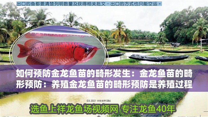 如何預(yù)防金龍魚苗的畸形發(fā)生：金龍魚苗的畸形預(yù)防：養(yǎng)殖金龍魚苗的畸形預(yù)防是養(yǎng)殖過程中的一個重要環(huán)節(jié)