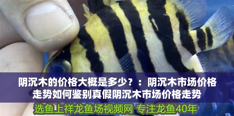 陰沉木的價(jià)格大概是多少？：陰沉木市場價(jià)格走勢(shì)如何鑒別真假陰沉木市場價(jià)格走勢(shì)