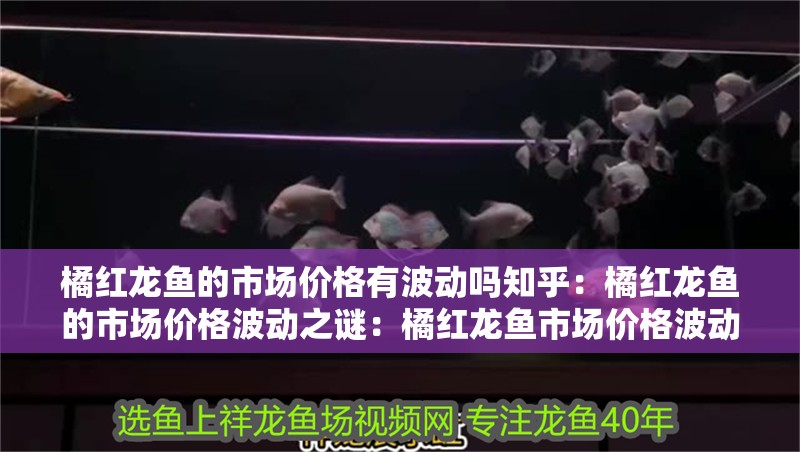 橘紅龍魚的市場價格有波動嗎知乎：橘紅龍魚的市場價格波動之謎：橘紅龍魚市場價格波動是由多種因素影響橘紅龍魚的價格