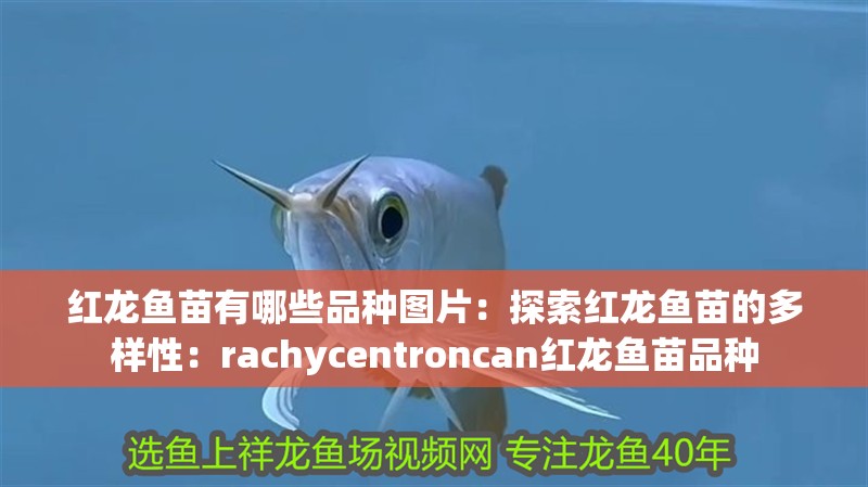 紅龍魚苗有哪些品種圖片：探索紅龍魚苗的多樣性：rachycentroncan紅龍魚苗品種