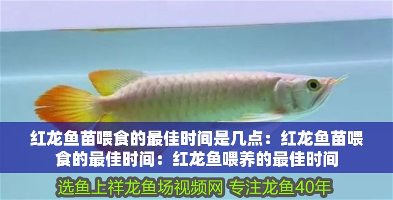 紅龍魚苗喂食的最佳時(shí)間是幾點(diǎn)：紅龍魚苗喂食的最佳時(shí)間：紅龍魚喂養(yǎng)的最佳時(shí)間