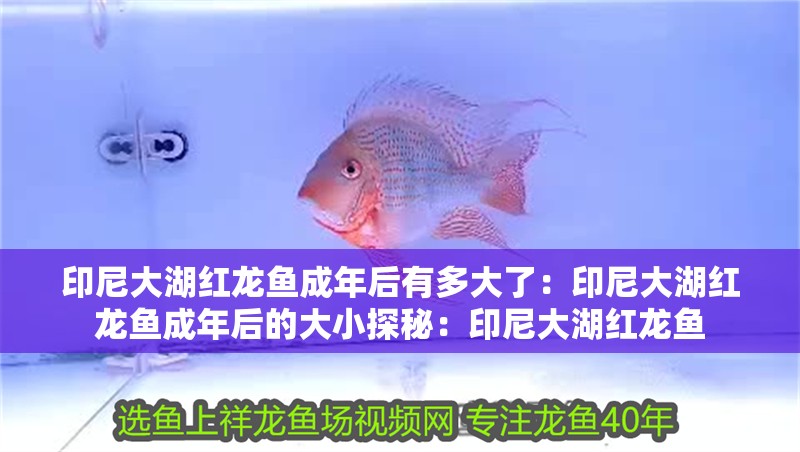 印尼大湖紅龍魚成年后有多大了：印尼大湖紅龍魚成年后的大小探秘：印尼大湖紅龍魚