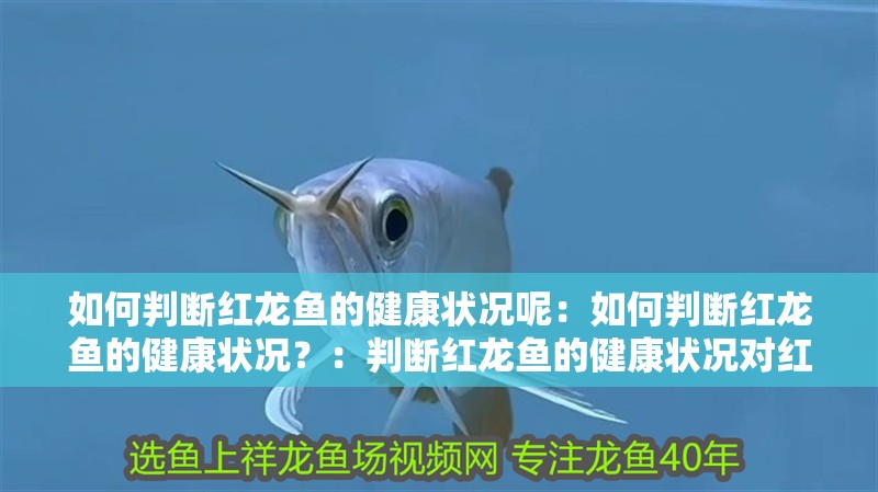 如何判斷紅龍魚的健康狀況呢：如何判斷紅龍魚的健康狀況？：判斷紅龍魚的健康狀況對紅龍魚的健康狀況是至關(guān)重要的