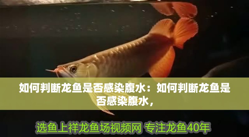 如何判斷龍魚是否感染腹水：如何判斷龍魚是否感染腹水，