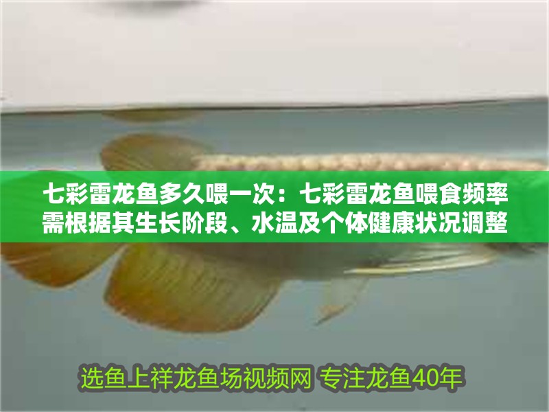 七彩雷龍魚多久喂一次：七彩雷龍魚喂食頻率需根據其生長階段、水溫及個體健康狀況調整 七彩雷龍魚多久喂一次：七彩雷龍魚喂食頻率需根據其生長階段、水溫及個體健康狀況調整 龍魚百科