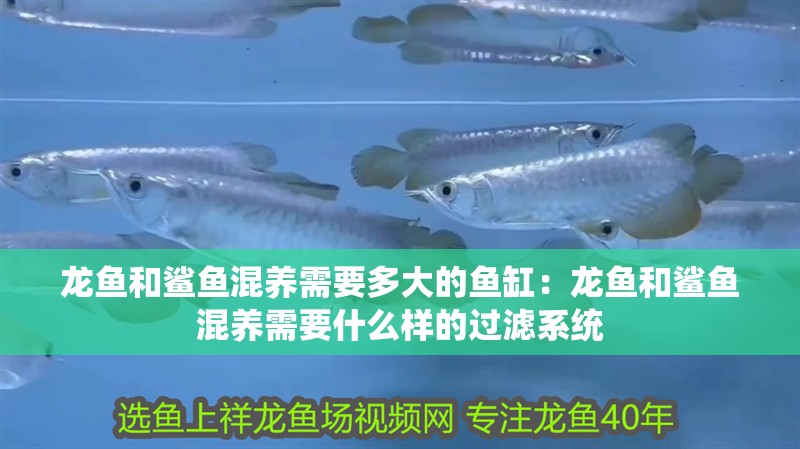龍魚和鯊魚混養需要多大的魚缸：龍魚和鯊魚混養需要什么樣的過濾系統