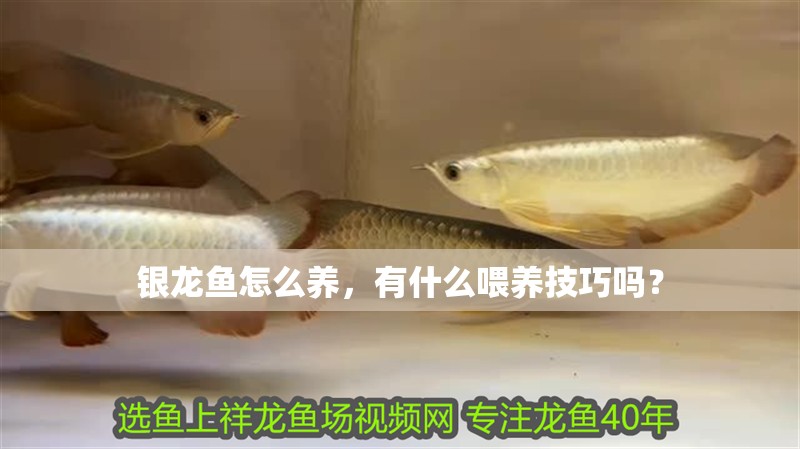 銀龍魚(yú)怎么養(yǎng)，有什么喂養(yǎng)技巧嗎？