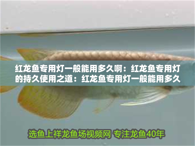 紅龍魚專用燈一般能用多久?。杭t龍魚專用燈的持久使用之道：紅龍魚專用燈一般能用多久