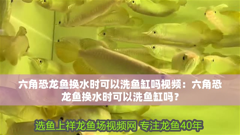 六角恐龍魚換水時(shí)可以洗魚缸嗎視頻：六角恐龍魚換水時(shí)可以洗魚缸嗎？ 六角恐龍魚換水時(shí)可以洗魚缸嗎視頻：六角恐龍魚換水時(shí)可以洗魚缸嗎？ 水族問(wèn)答