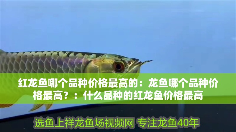 紅龍魚哪個品種價格最高的：龍魚哪個品種價格最高？：什么品種的紅龍魚價格最高