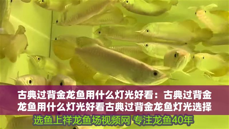 古典過背金龍魚用什么燈光好看：古典過背金龍魚用什么燈光好看古典過背金龍魚燈光選擇建議