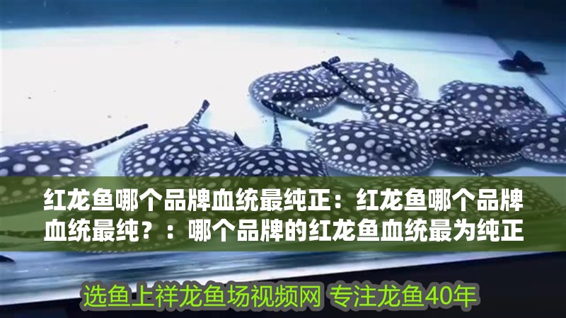 紅龍魚哪個(gè)品牌血統(tǒng)最純正：紅龍魚哪個(gè)品牌血統(tǒng)最純？：哪個(gè)品牌的紅龍魚血統(tǒng)最為純正，血統(tǒng)純正的紅龍魚血統(tǒng)最為純正