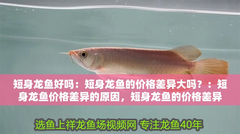 短身龍魚好嗎：短身龍魚的價格差異大嗎？：短身龍魚價格差異的原因，短身龍魚的價格差異是什么