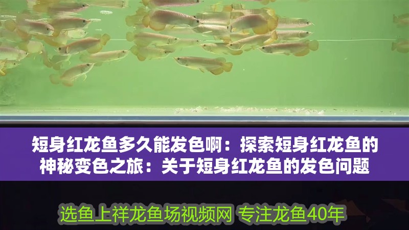 短身紅龍魚多久能發色啊：探索短身紅龍魚的神秘變色之旅：關于短身紅龍魚的發色問題