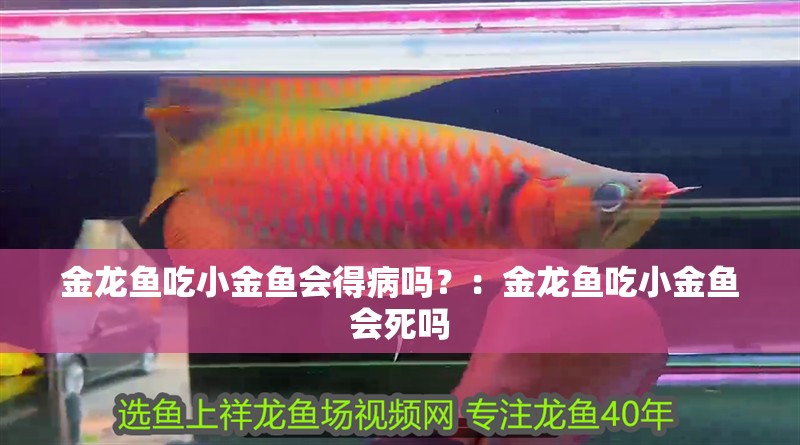 金龍魚吃小金魚會得病嗎？：金龍魚吃小金魚會死嗎