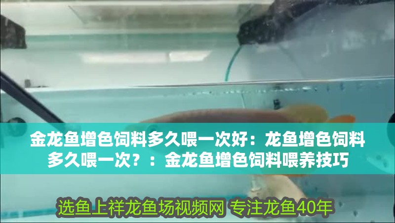 金龍魚增色飼料多久喂一次好：龍魚增色飼料多久喂一次？：金龍魚增色飼料喂養技巧