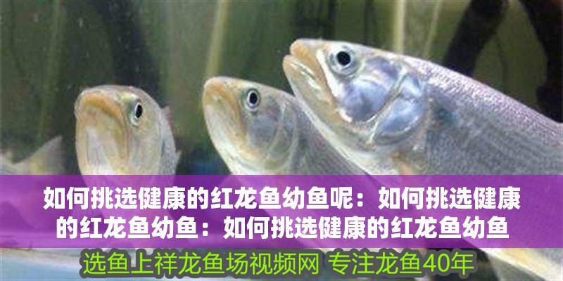 如何挑選健康的紅龍魚幼魚呢：如何挑選健康的紅龍魚幼魚：如何挑選健康的紅龍魚幼魚