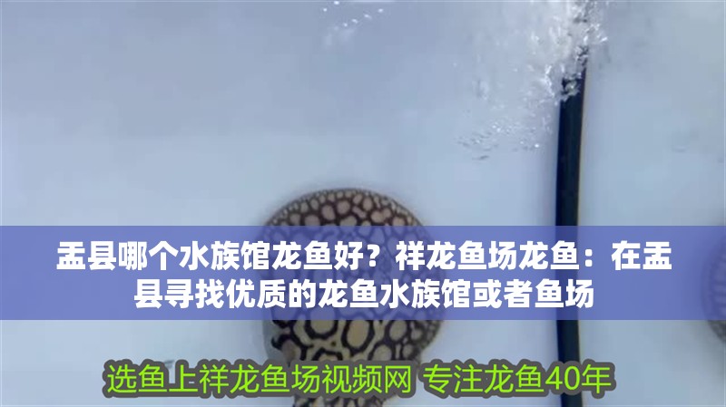 盂縣哪個水族館龍魚好？祥龍魚場龍魚：在盂縣尋找優質的龍魚水族館或者魚場 盂縣哪個水族館龍魚好？祥龍魚場龍魚：在盂縣尋找優質的龍魚水族館或者魚場 龍魚百科