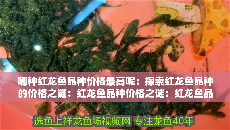 哪種紅龍魚品種價格最高呢：探索紅龍魚品種的價格之謎：紅龍魚品種價格之謎：紅龍魚品種的價格差異主要因素