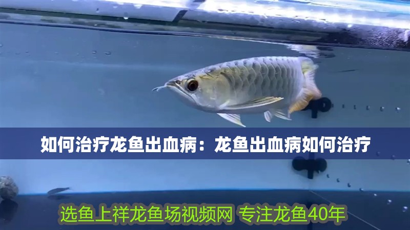 如何治療龍魚出血病：龍魚出血病如何治療