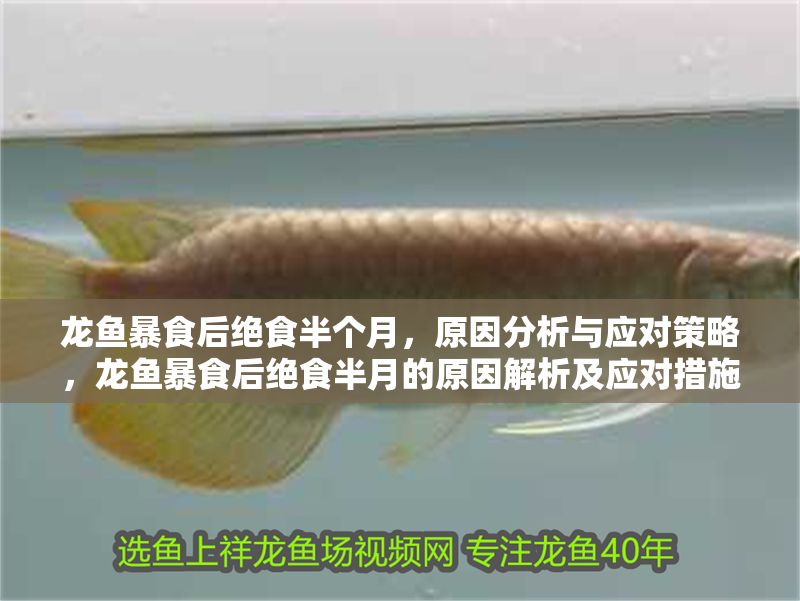 龍魚暴食后絕食半個月，原因分析與應對策略，龍魚暴食后絕食半月的原因解析及應對措施