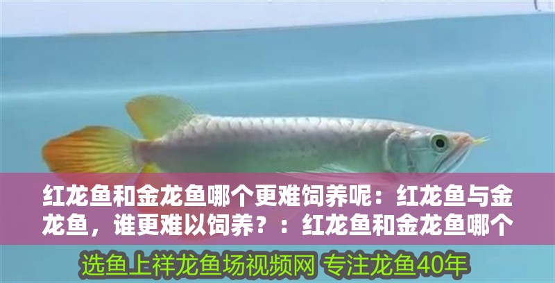 紅龍魚和金龍魚哪個更難飼養呢：紅龍魚與金龍魚，誰更難以飼養？：紅龍魚和金龍魚哪個更難飼養