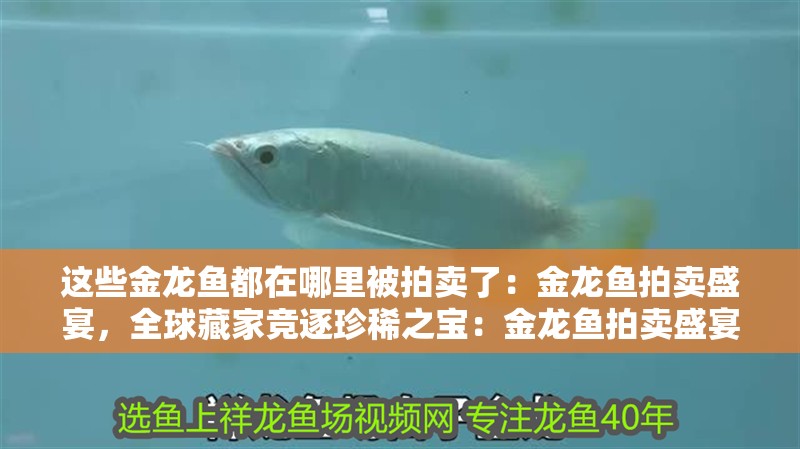 這些金龍魚(yú)都在哪里被拍賣(mài)了：金龍魚(yú)拍賣(mài)盛宴，全球藏家競(jìng)逐珍稀之寶：金龍魚(yú)拍賣(mài)盛宴匯集了世界各地的珍稀金龍魚(yú)不惜花費(fèi)重金